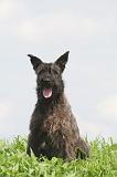 BOUVIER DES ARDENNES 357